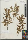 Foto von Salix alba L. x Salix fragilis L.